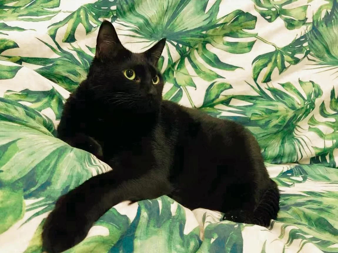 Milk,一只黑色的猫